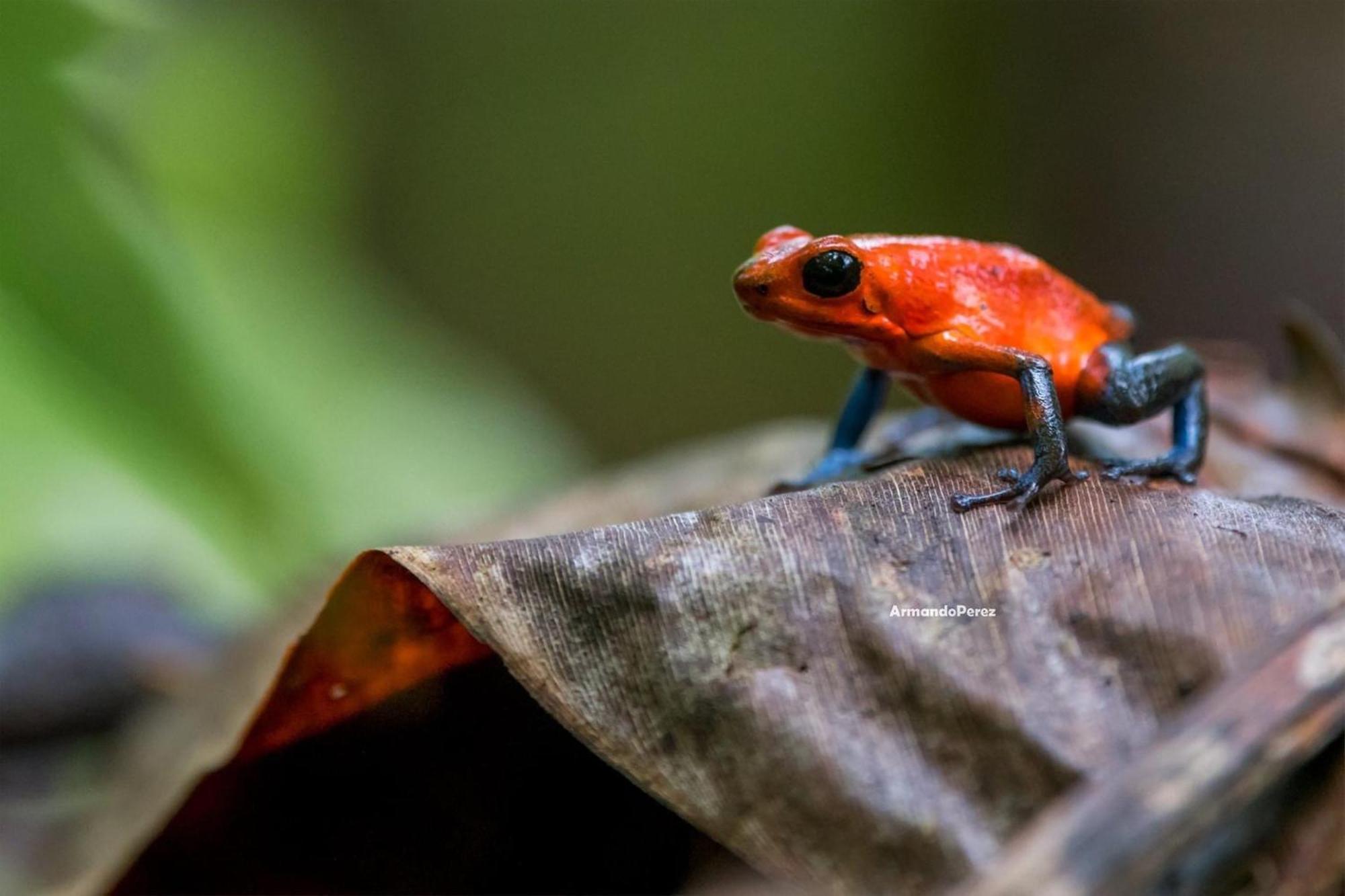 Готель Arenal Monara La Fortuna Екстер'єр фото